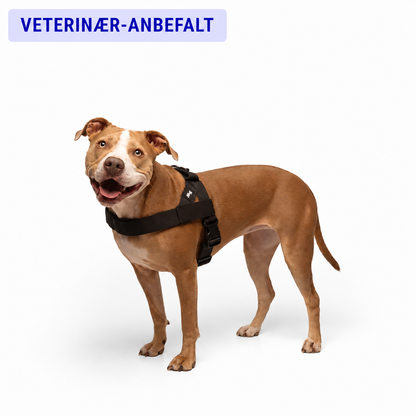 No-Pull Harness for Dogs