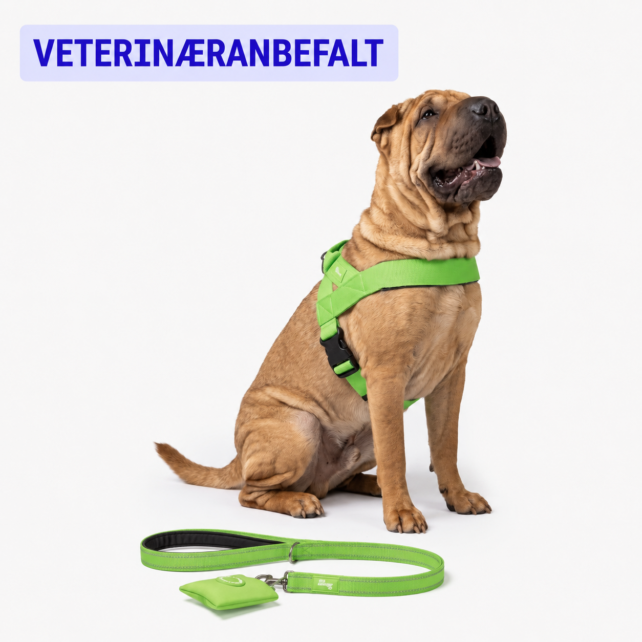 No-Pull Harness for Dogs
