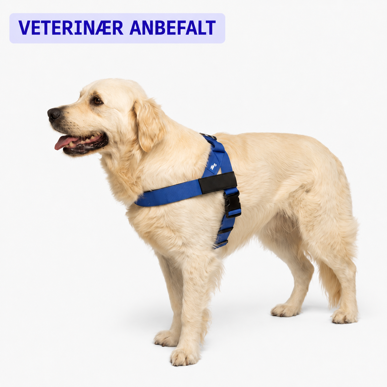 No-Pull Harness for Dogs