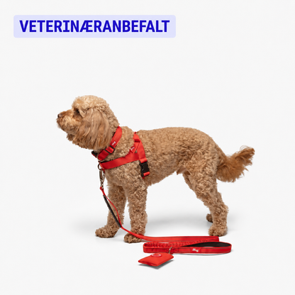 No-Pull Harness for Dogs